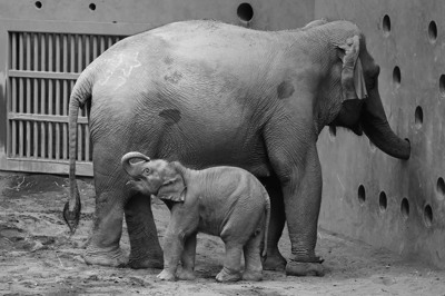 円山動物園の象の赤ちゃん
