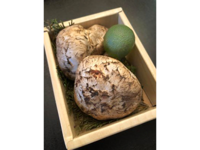 カナダ産マツタケ