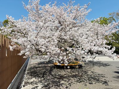 ��X�،����̍��̌���